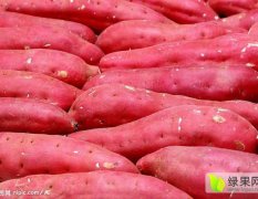 河南通许商薯19红薯是名优特产
