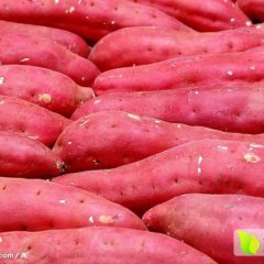 河南通许商薯19红薯是名优特产