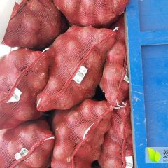 焦作市博爱县孝敬镇蒋村蔬菜市场