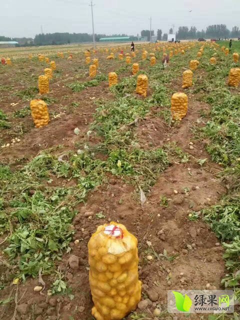 2017年河南通许荷兰十五价格