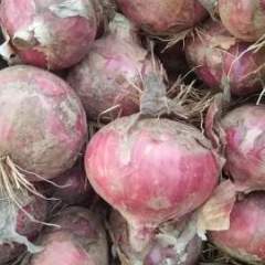 著名的蔬菜之乡惠民