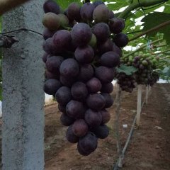 安徽来安夏黑葡萄火热上市