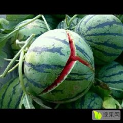 陕西万亩京欣西瓜8斤起步8成熟