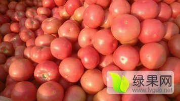 2017中牟西红柿收购工作全面开展