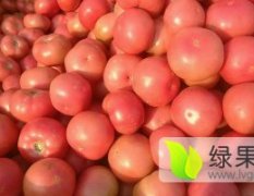 2017中牟西红柿收购工作全面开展