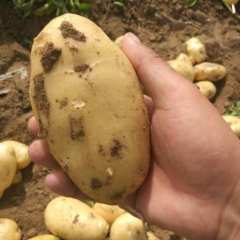 平度郭庄农产品大量土豆上市，卖相好，有收购