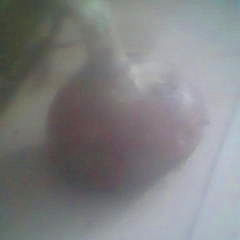 巨野万丰宋传章6月红皮洋葱