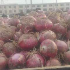 石家庄洋葱 红皮高圆型，耐储存