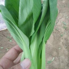 山东曹县优质上海青大量上市，常年供应