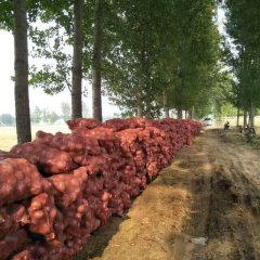 河南焦作红皮洋葱收购黄金期即将来临