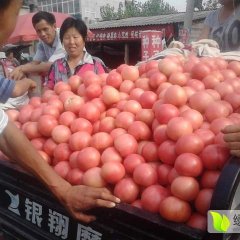 博爱县陆地西红柿现已上市