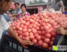 博爱县陆地西红柿现已上市