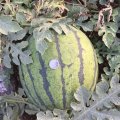 河南睢阳京欣西瓜 自己种植西瓜