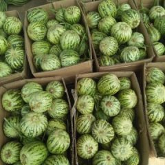 山东莘县甜瓜 中国西瓜甜瓜蔬菜第一县