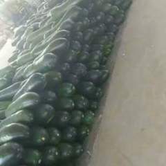 郯城子弹头黑皮冬瓜大量上市