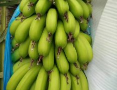 桂平香蕉 质量没得说