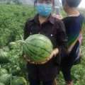 睢阳西瓜 西瓜熟啦  约十吨左右 鈊春