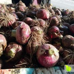 藁城我处洋葱种植面积约有五万多亩