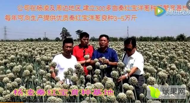 2017年山东东昌府洋葱种子价格