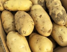 河北新乐 2017年土豆大量上市啦！