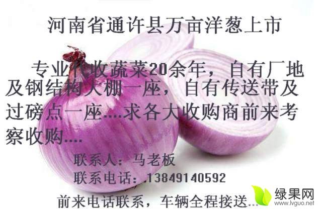 2017年河南通许紫皮洋葱价格