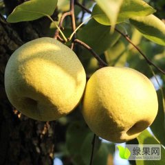 砀山皇冠早梨、酥梨、鸭梨即将上市
