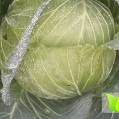 2017筠连甘蓝大量提供扁包、重2---6斤