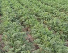 菏泽牡丹本地种植春季红萝卜，200亩