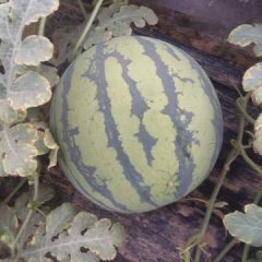 2017蒲城西瓜 望广大客商前来联系