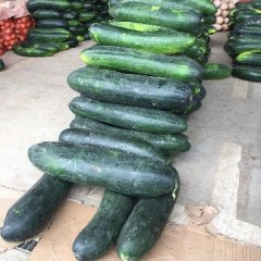 江夏海吉星市场地冬瓜（本地冬瓜）价格平稳