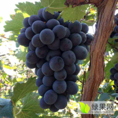 东昌府区沙镇镇范西村大量上市葡萄上货量大