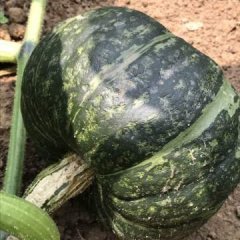 山东兰陵本镇种植大量南瓜，品种是日本栗子南