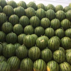 河南开封京欣.8424.甜王西瓜上市。价格便宜