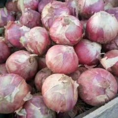 汝州洋葱 本地红皮洋葱已经大量上市，质量好，