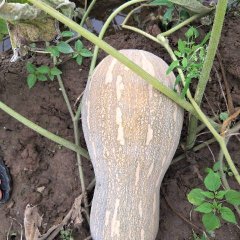 嘉鱼湖北顾金勇6月金韩密本南瓜