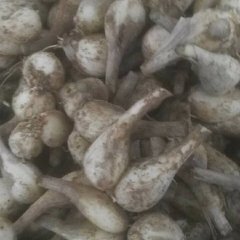 荞头个头大，有1000多斤