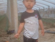 东昌府莆萄颗粒匀口感好