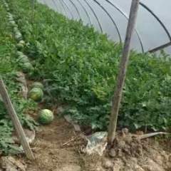 南湖大量新鲜的嘉年华品种西瓜批发出售