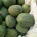 惠民滨州王兴银6月龙卷风西瓜