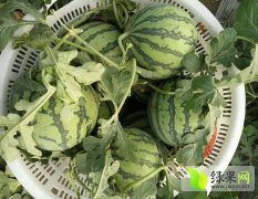 2017尉氏西瓜 高兴而来，满意而归