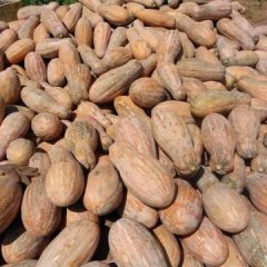 湖南密本南瓜：华容县刘国祥