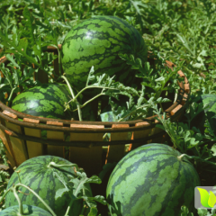 山东单县西瓜6月份上市