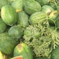 固镇石湖西瓜品种有京欣、8424、黑美人