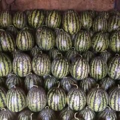 辽宁凌海西瓜品种全，口感好，耐运输