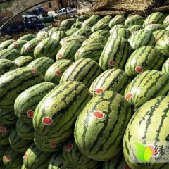 甘肃硒砂瓜代办温馨提示，硒砂瓜已经大量上市，欢迎各位前来考察，订购！