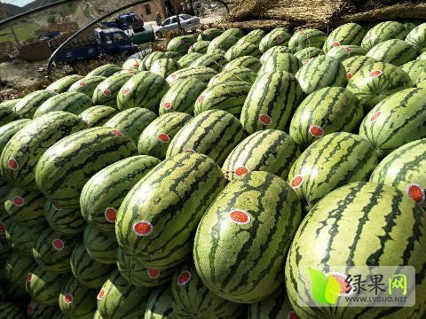 硒砂瓜价格