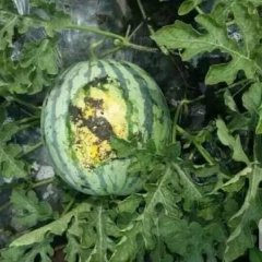 黑龙江果蔬基地购销服务中心