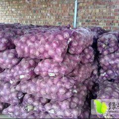 甘肃靖远洋葱大量上市，常年发往各地