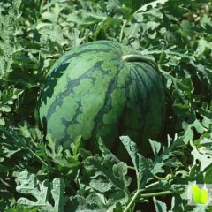 陕西大荔黄河滩二利家西瓜保熟保甜（京欣等品