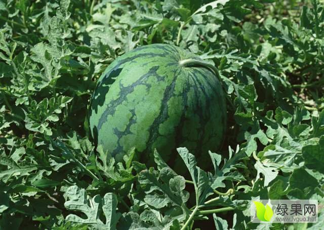 2017年陕西大荔8424西瓜价格